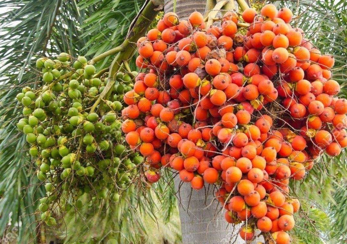 Areca Nut